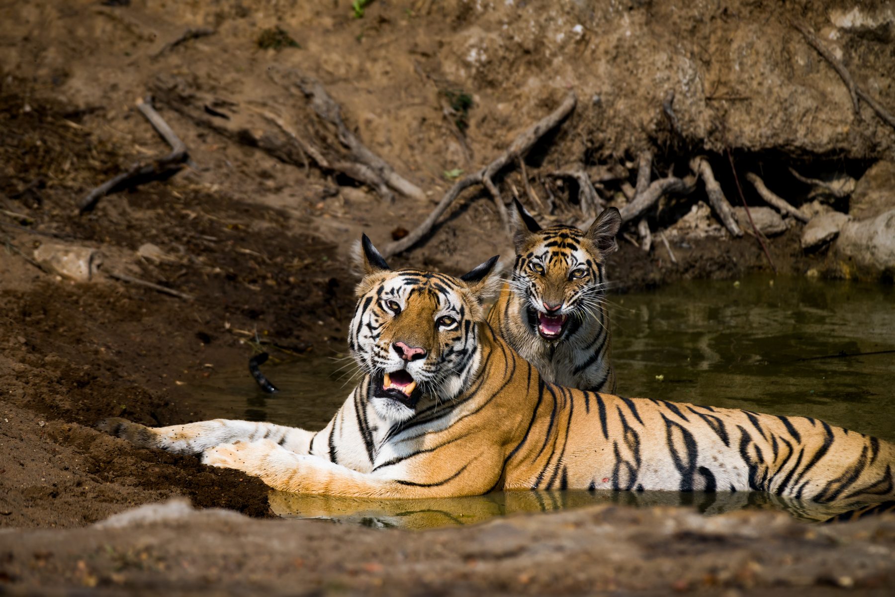 Bandhavgarh National Park, photograph by AnandKrish