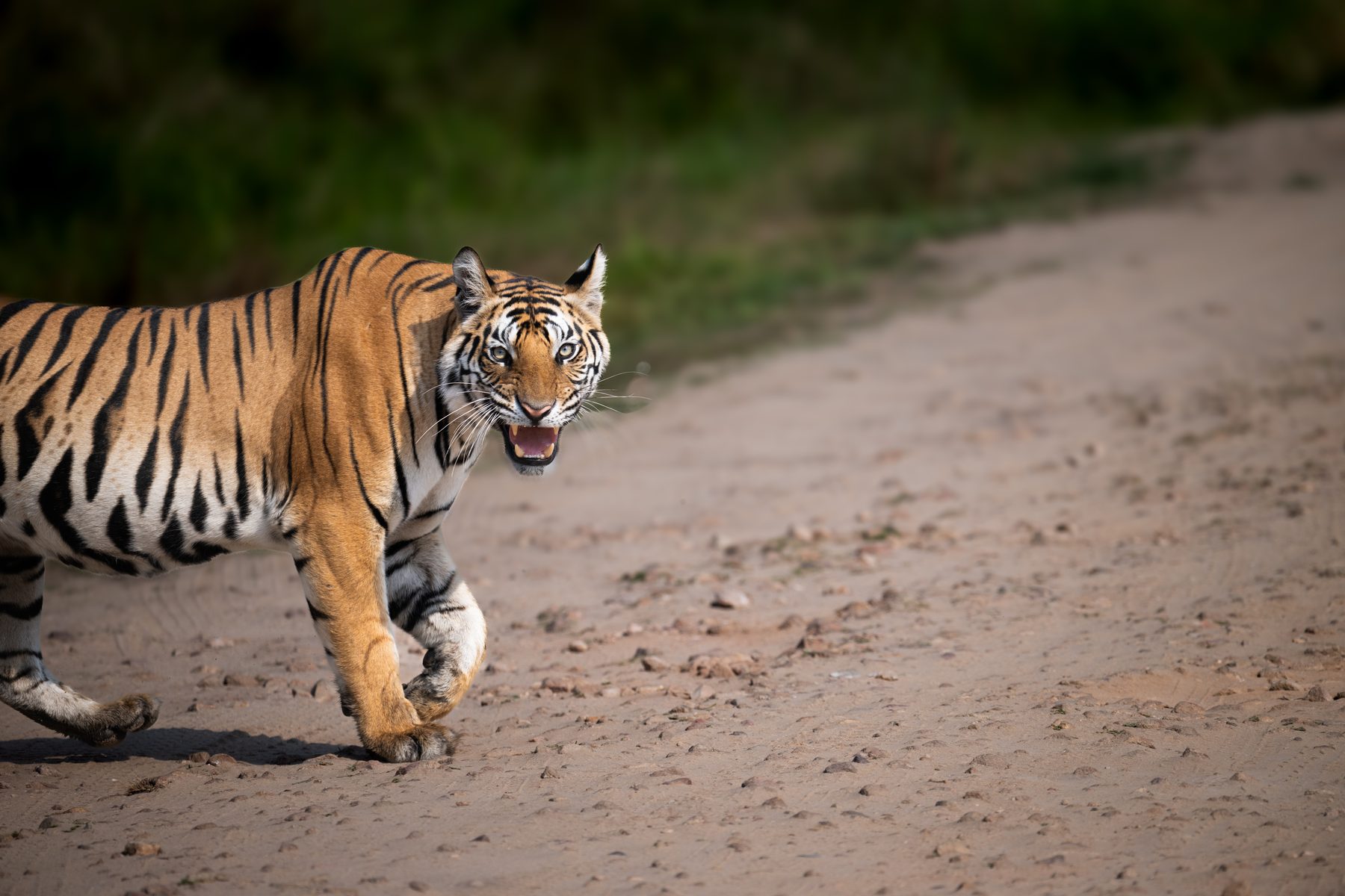 Bandhavgarh National Park, photograph by AnandKrish