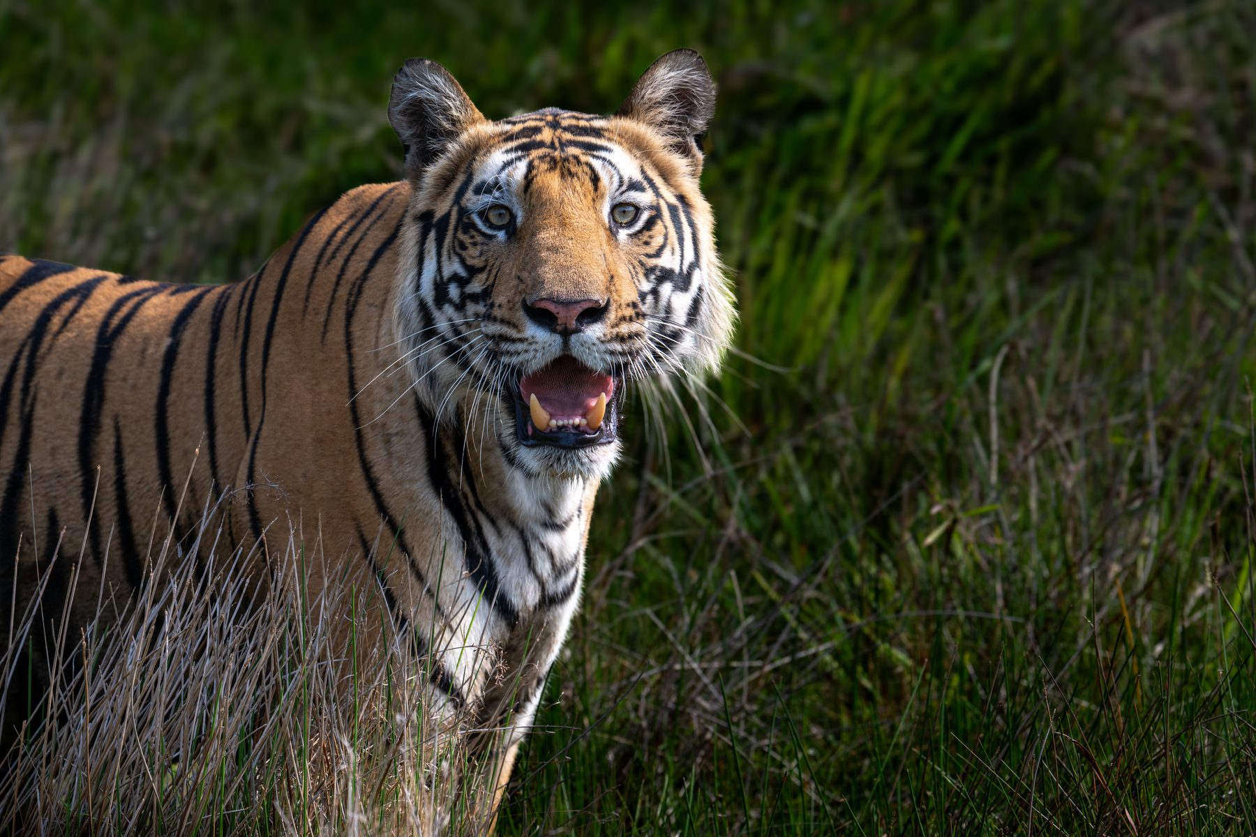 Bandhavgarh National Park, photograph by AnandKrish