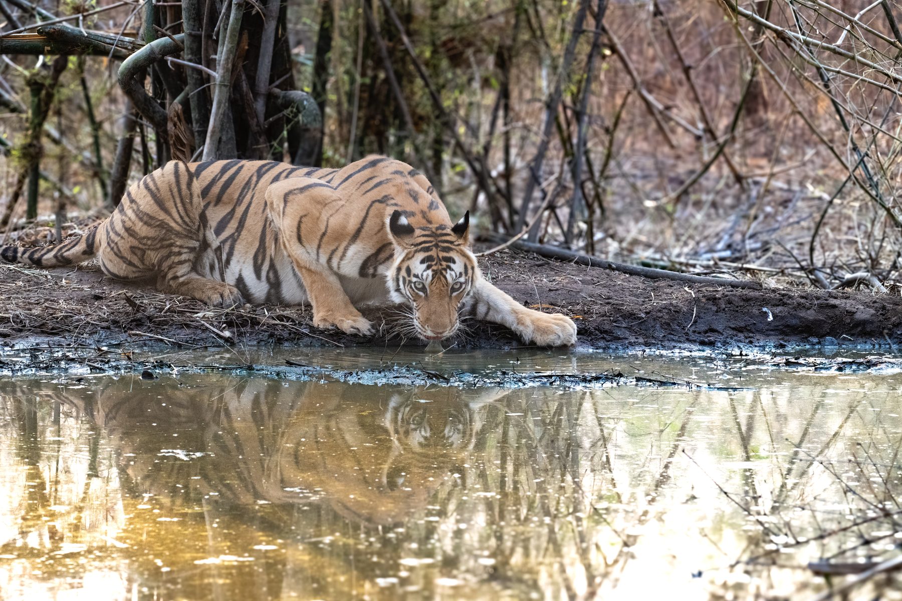 Bandhavgarh National Park, photograph by AnandKrish