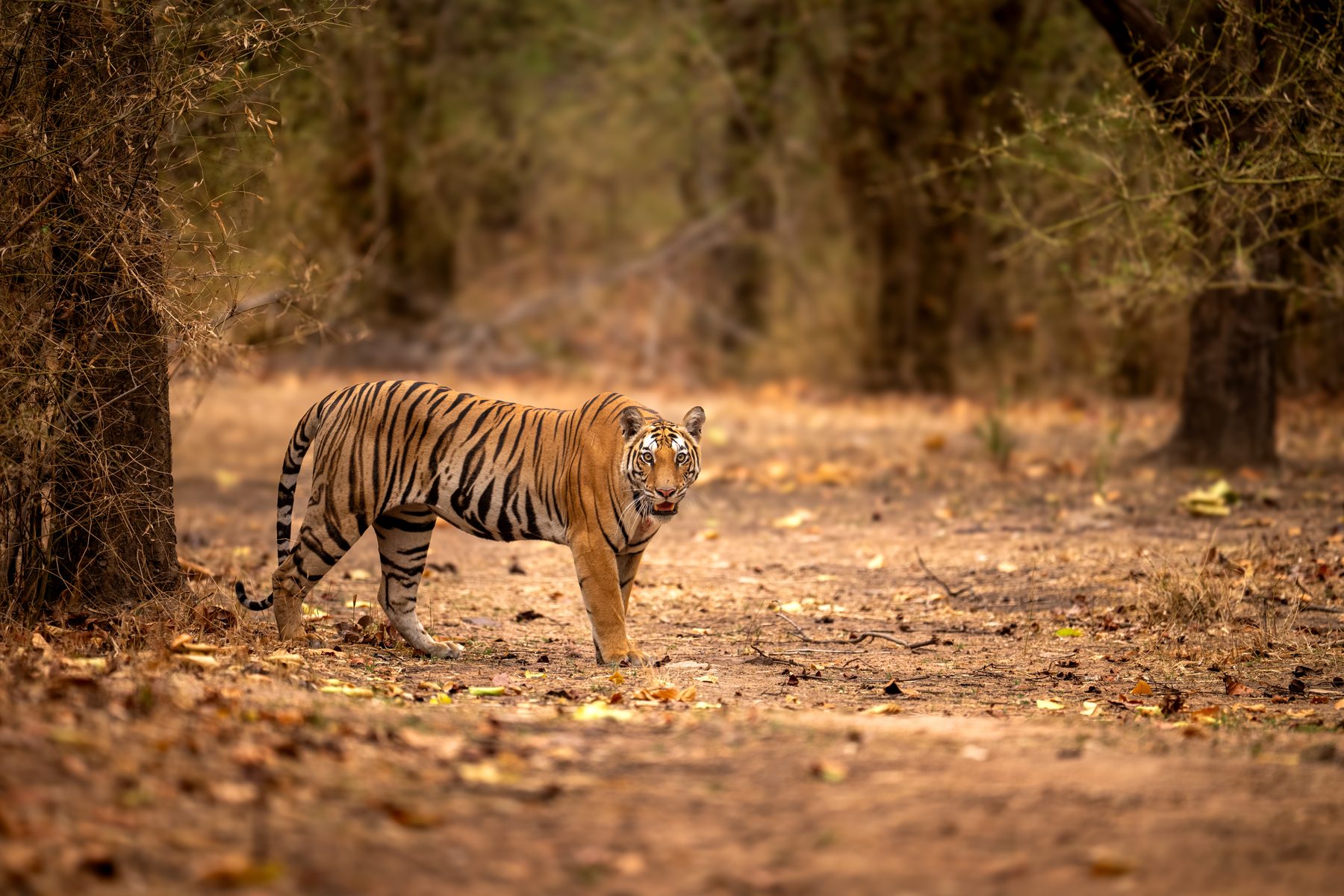 Bandhavgarh National Park, photograph by AnandKrish