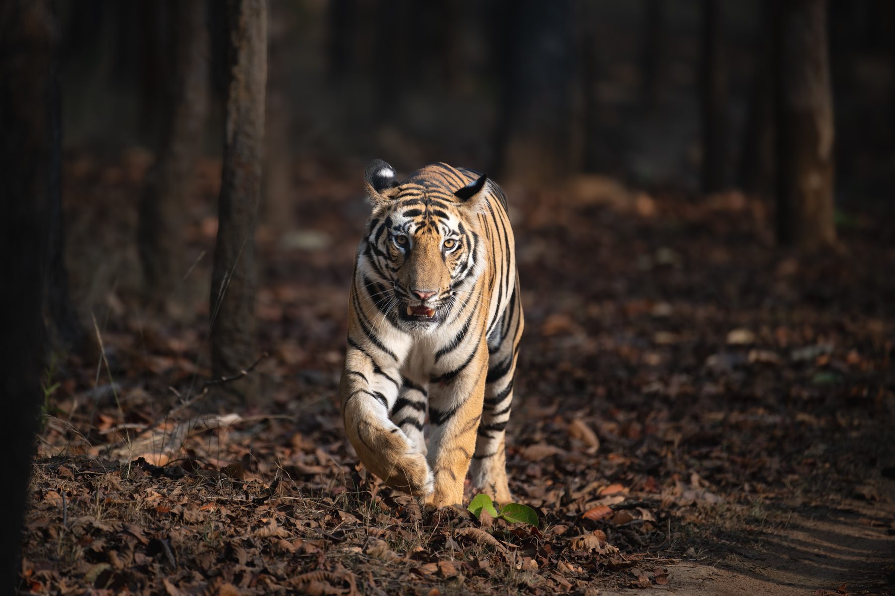 Bandhavgarh National Park, photograph by AnandKrish