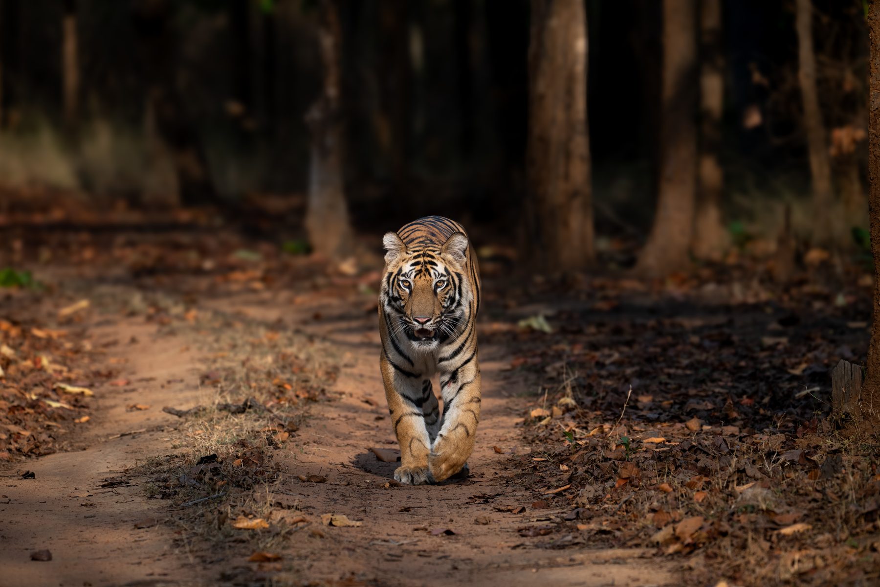 Bandhavgarh National Park, photograph by AnandKrish