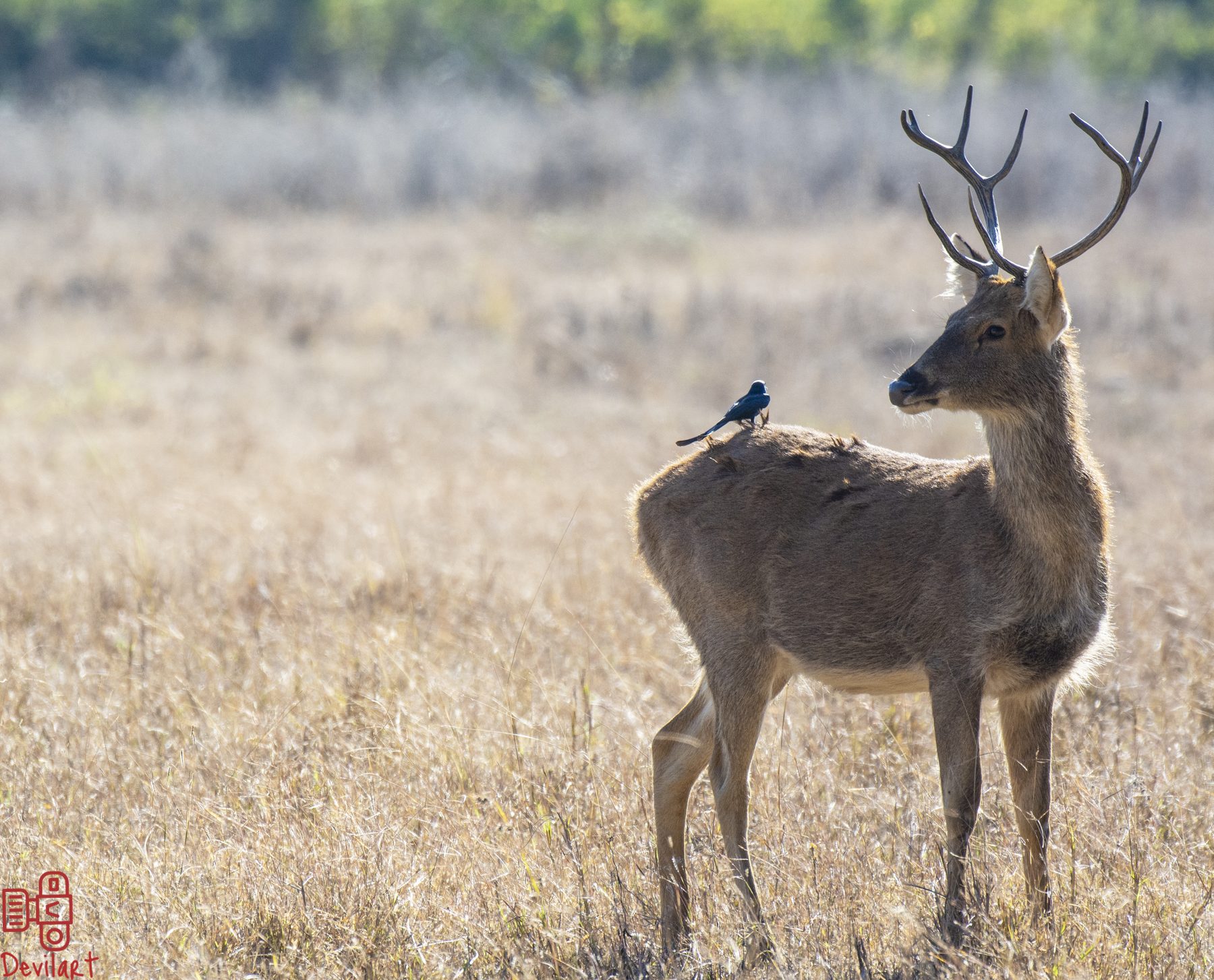 Kanha National Park, photograph by AnandKrish