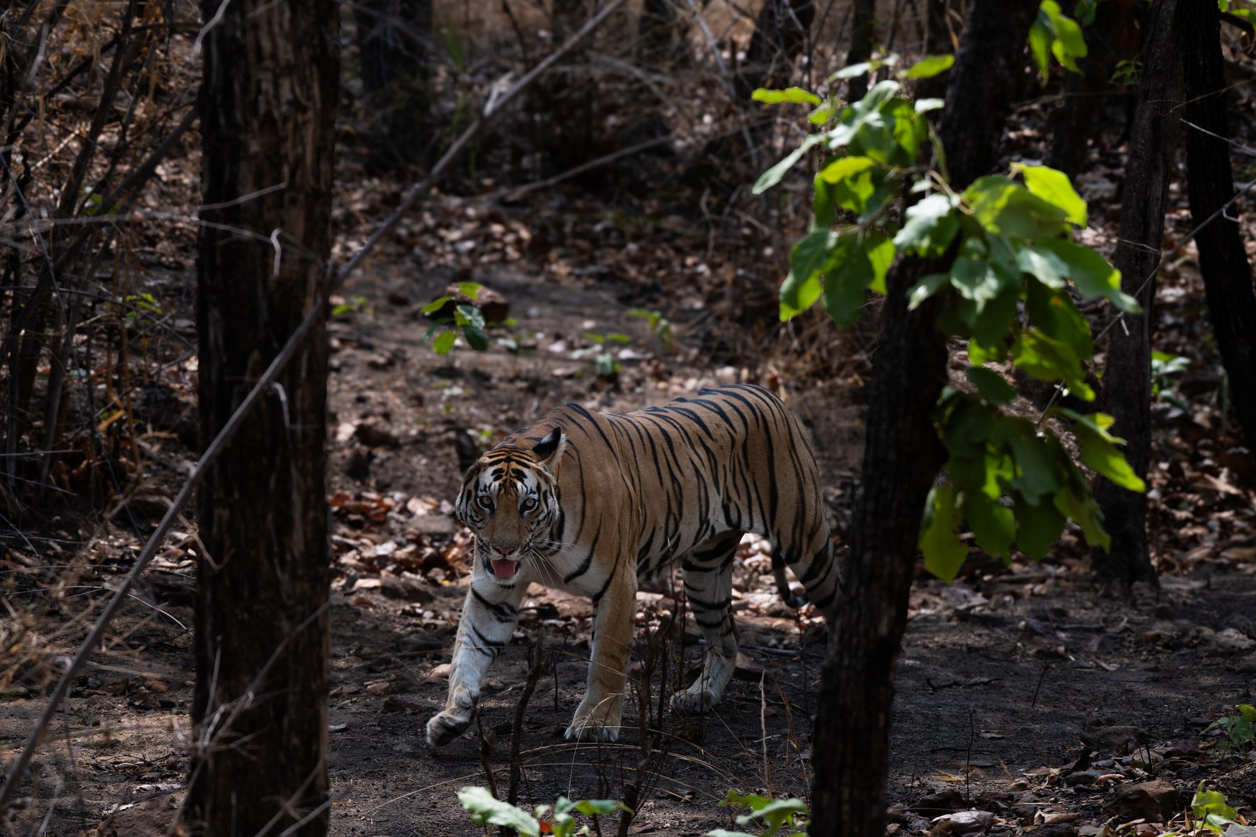 Kanha National Park, photograph by AnandKrish