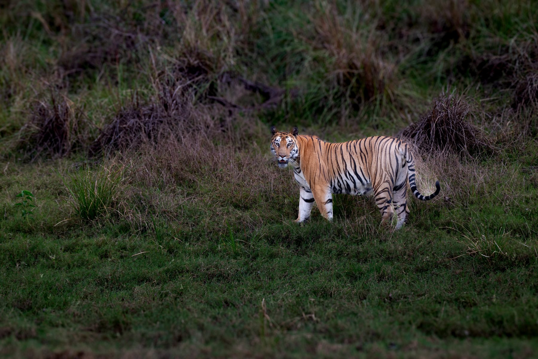Kanha National Park, photograph by AnandKrish