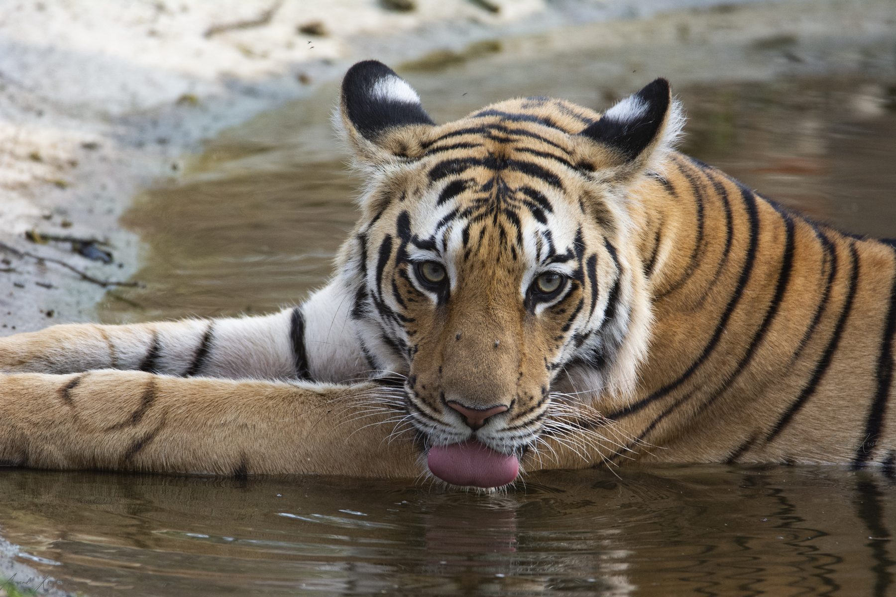 Panna National Park, photograph by AnandKrish