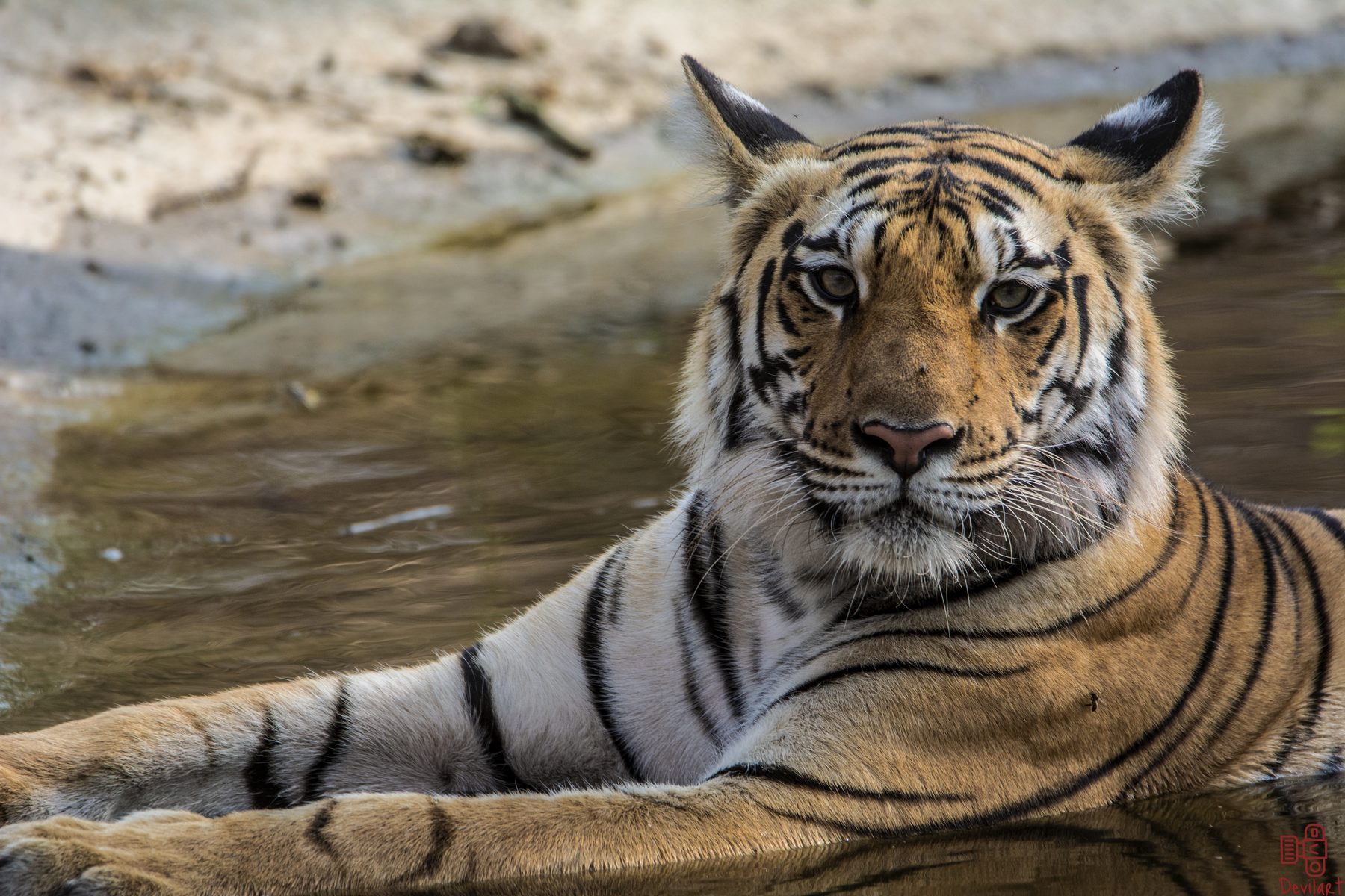 Panna National Park, photograph by AnandKrish