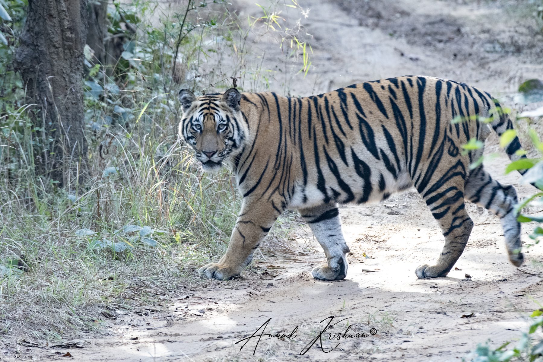 Panna National Park, photograph by AnandKrish
