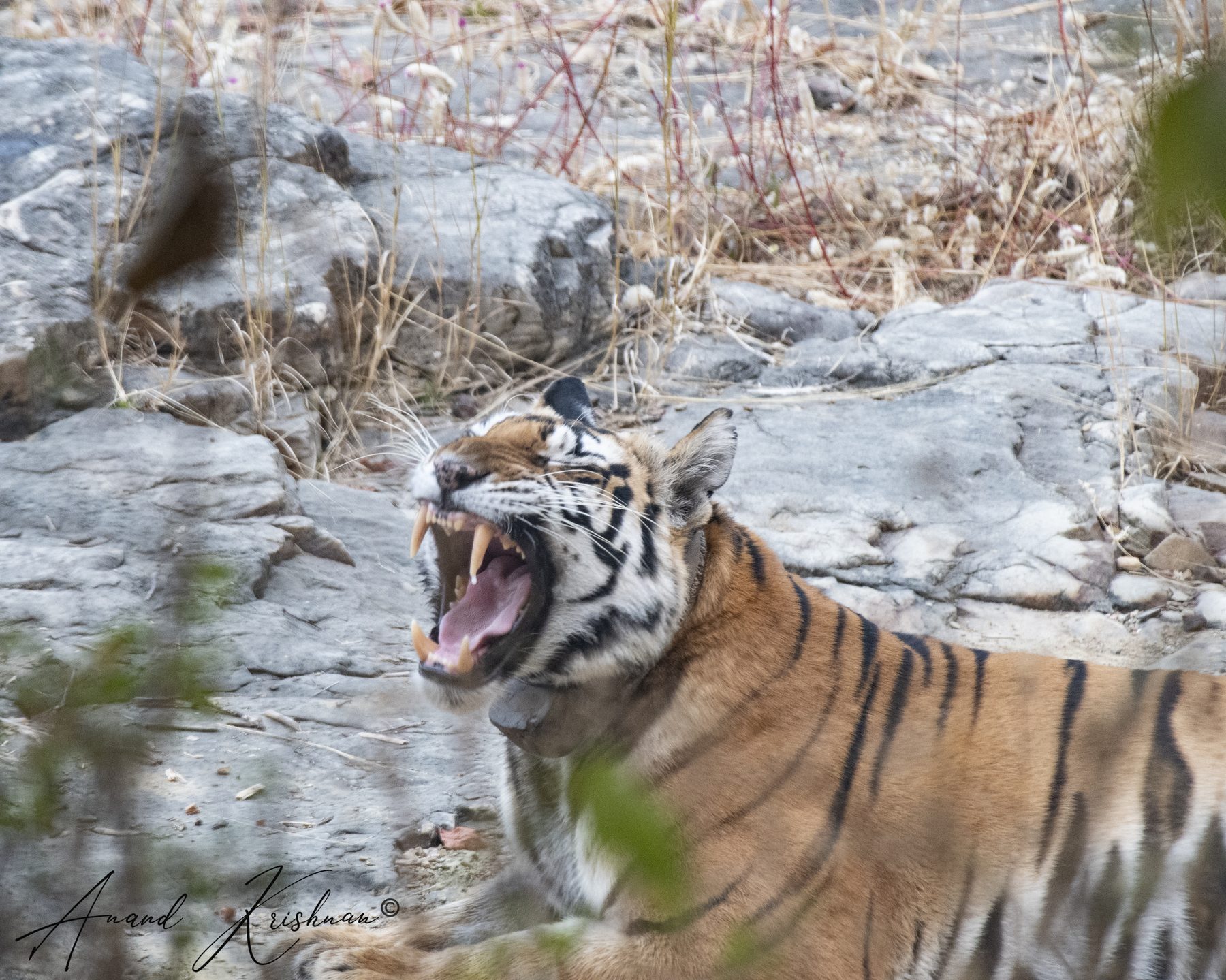 Panna National Park, photograph by AnandKrish