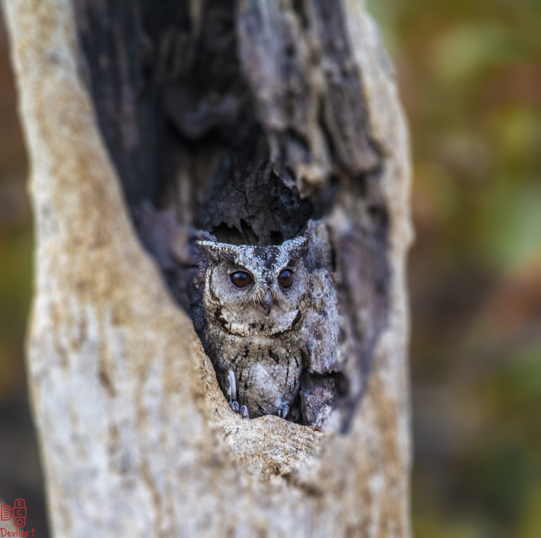 Pench National Park, photograph by AnandKrish