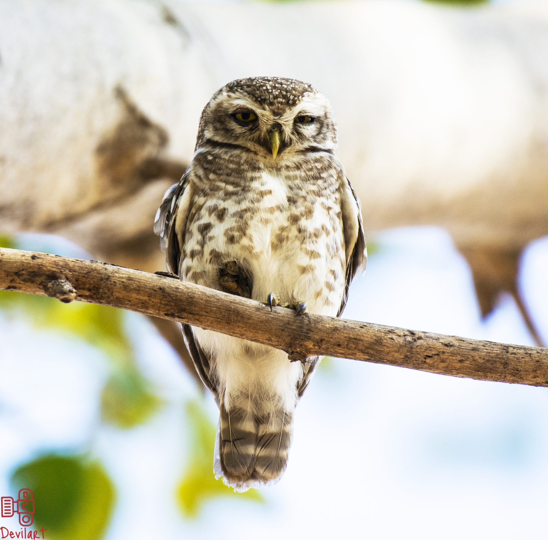 Pench National Park, photograph by AnandKrish
