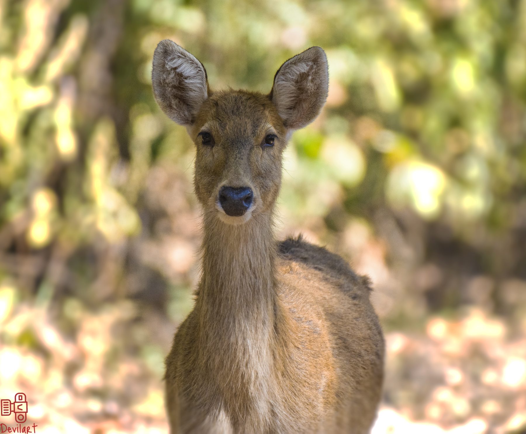 Pench National Park, photograph by AnandKrish