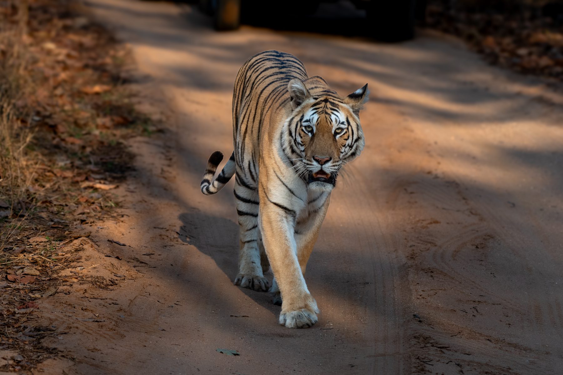 Pench National Park, photograph by AnandKrish
