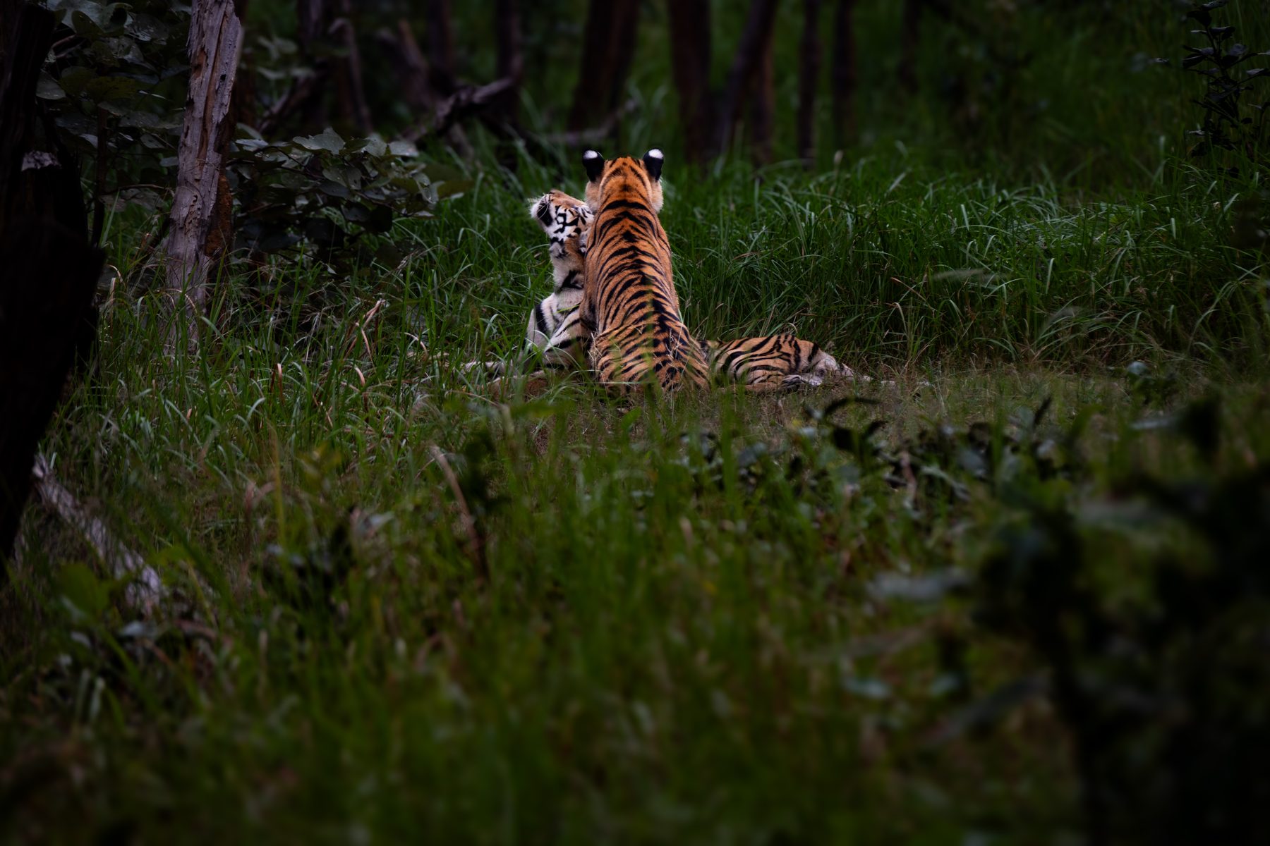 Sanjay-Dubri National Park, photograph by AnandKrish