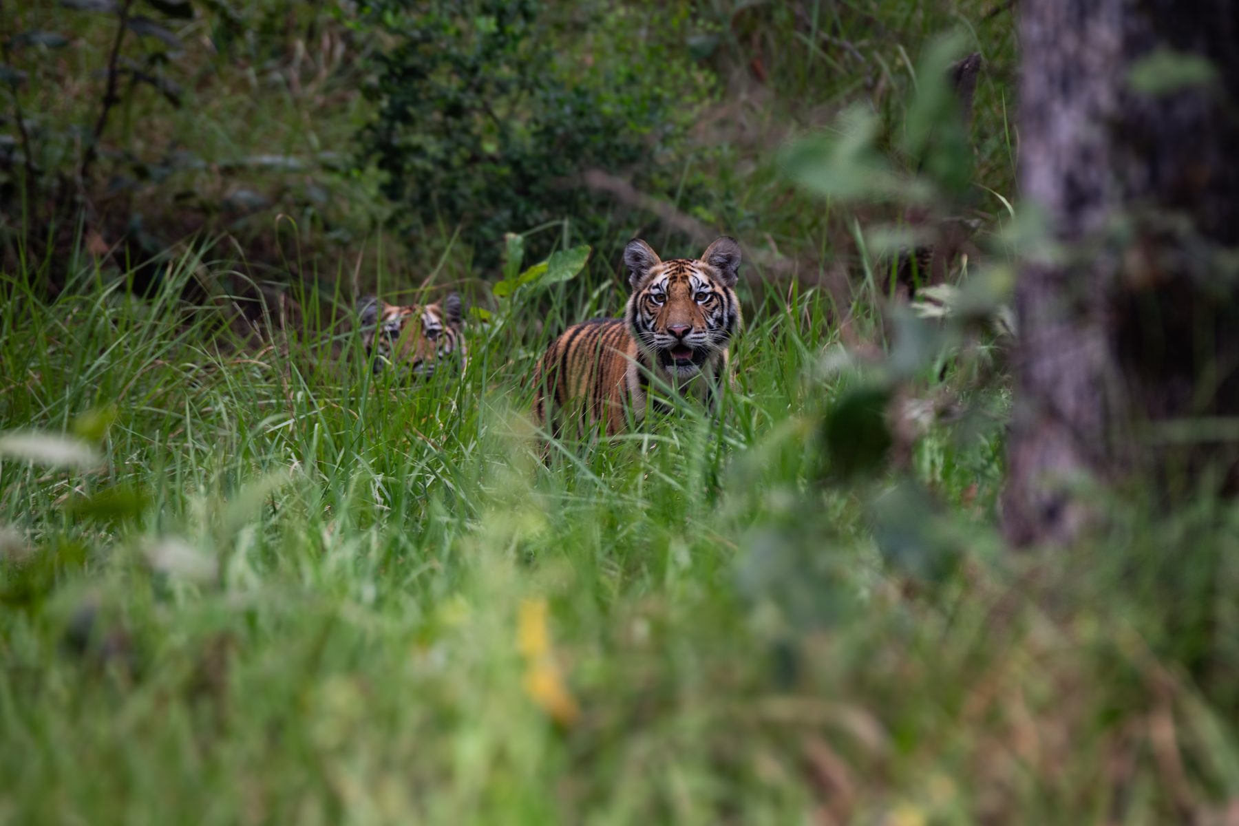 Sanjay-Dubri National Park, photograph by AnandKrish