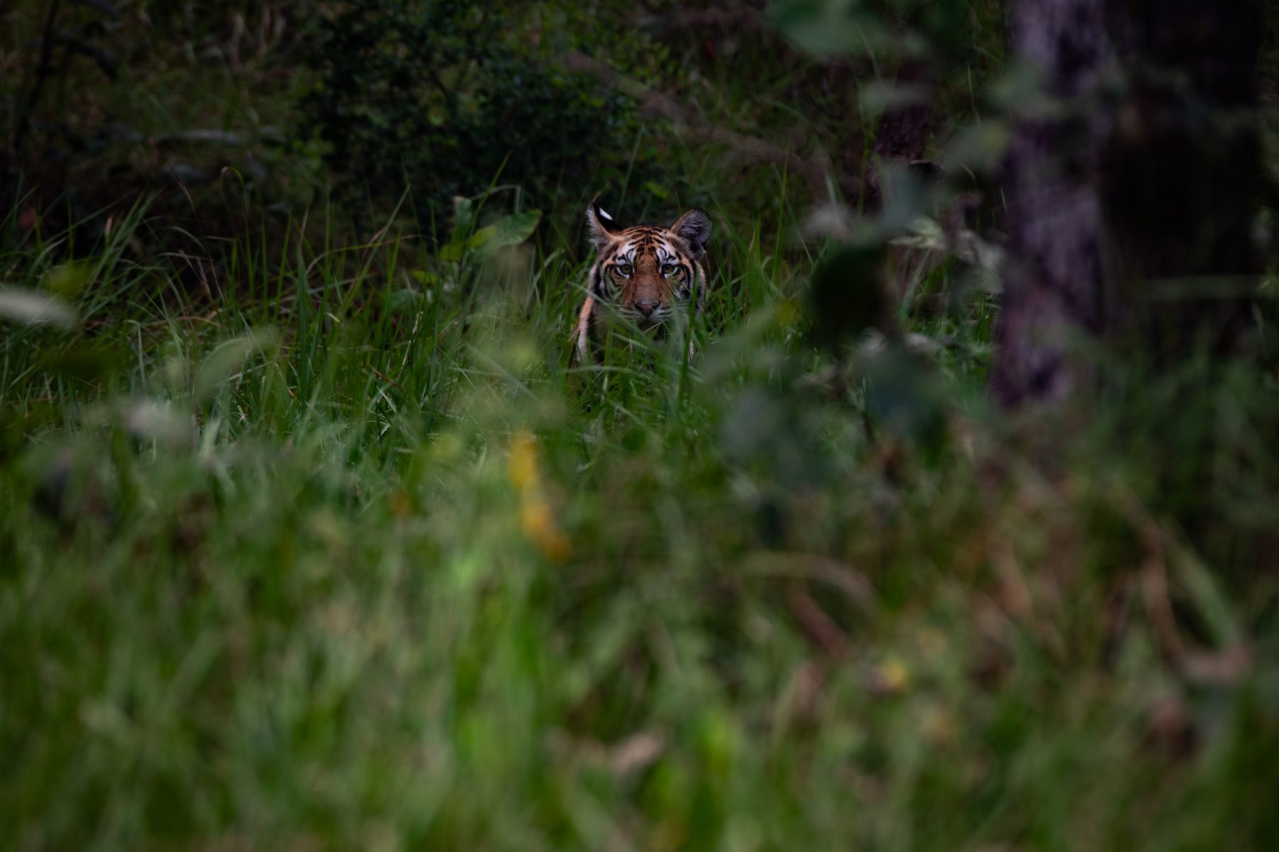 Sanjay-Dubri National Park, photograph by AnandKrish