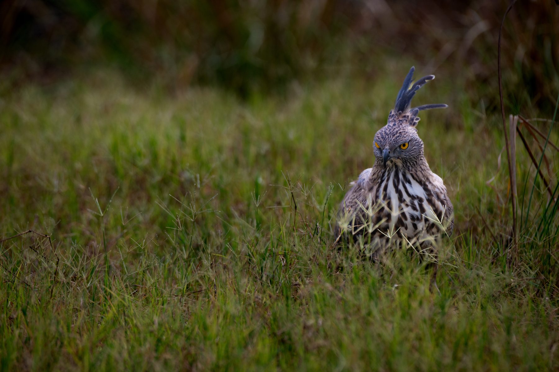 Satpura National Park, photograph by AnandKrish