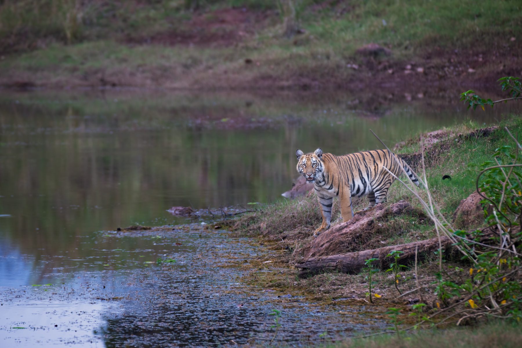 Satpura National Park, photograph by AnandKrish