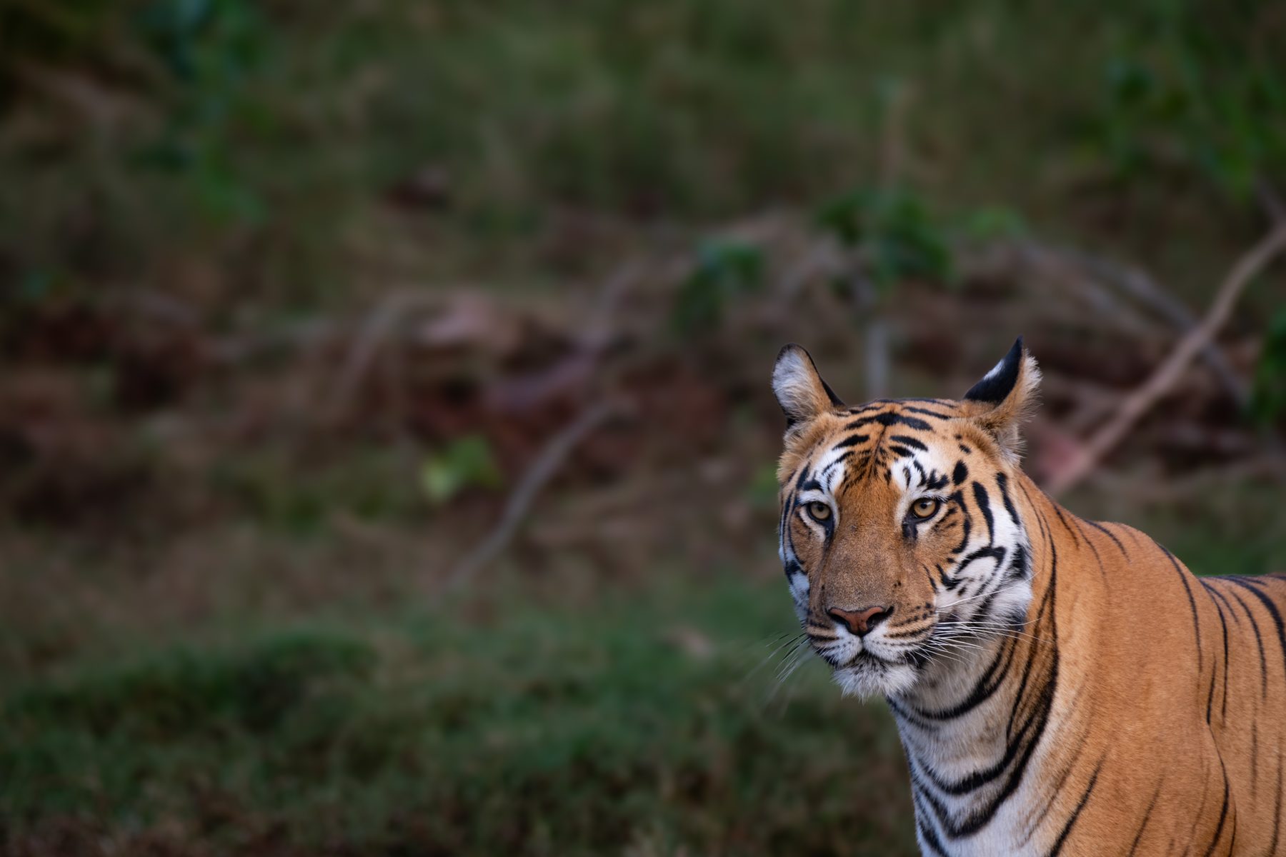 Satpura National Park, photograph by AnandKrish
